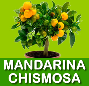 MANDARINA CHISMOSA