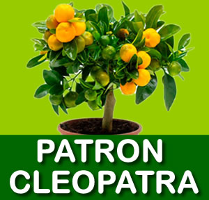 PATRON CLEOPATRA