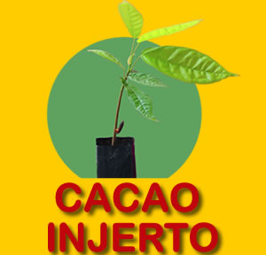 CACAO INJERTO