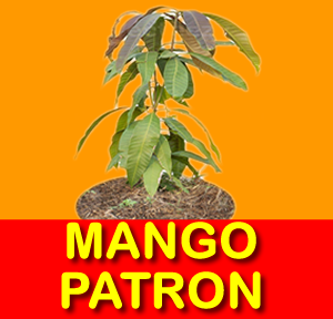 MANGO PATRON