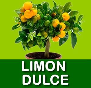 LIMON DULCE