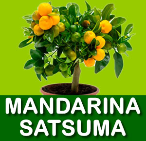 MANDARINA SATSUMA