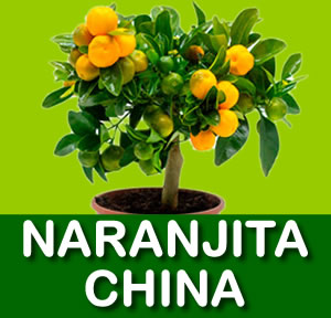 NARANJITA CHINA
