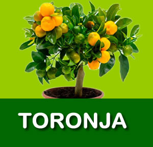 TORONJA