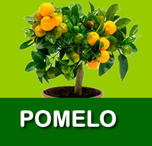 POMELO