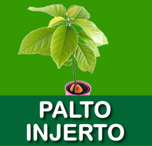PALTA INJERTO