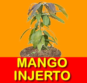 MANGO INJERTO