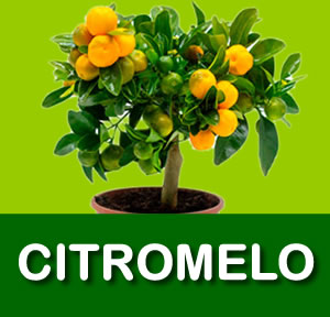 INJERTO EN CITROMELO