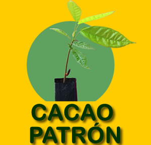 CACAO PATRON