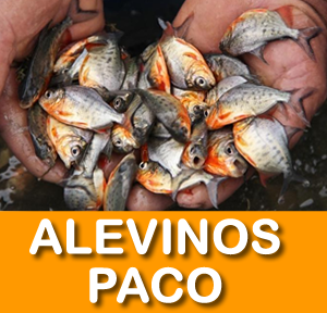 ALEVINOS DE 1/2