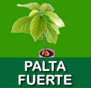 PALTA FUERTE
