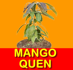 MANGO QUEN
