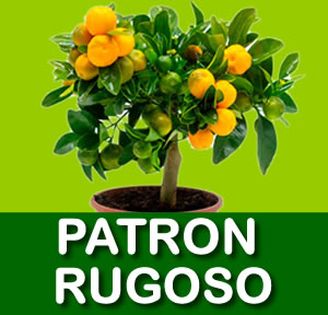 PATRON RUGOSO