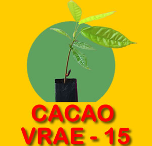 CACAO VRAE -15