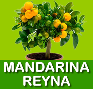 MANDARINA REYNA