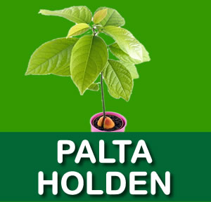 PALTA HOLDEN