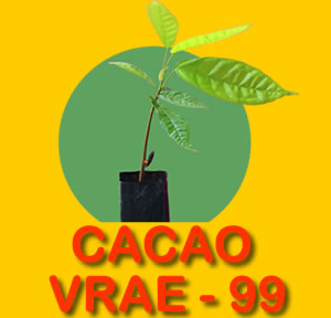 CACAO VRAE -99