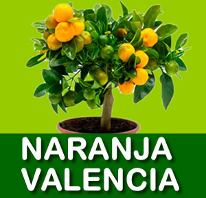 NARANJA VALENCIA