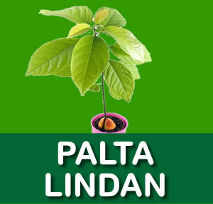 PALTA LINDAN