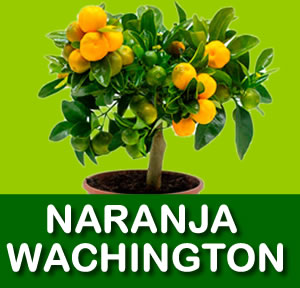 NARANJA WASHINGTON