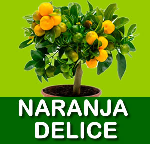 NARANJA DELICE