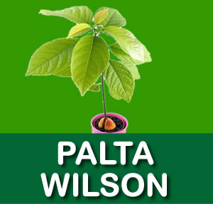 PALTA WILSON