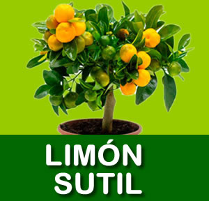 LIMON SUTIL