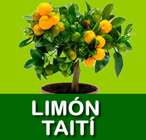 LIMON TAITÍ