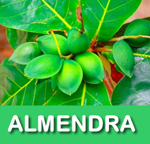 ALMENDRAS