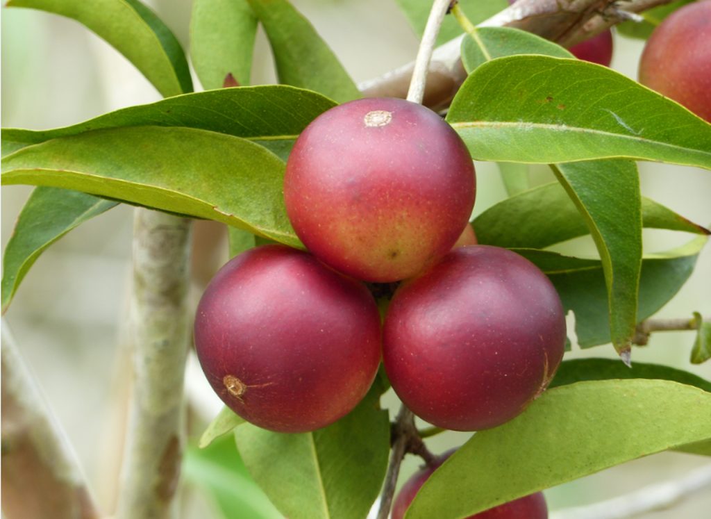 CAMU CAMU