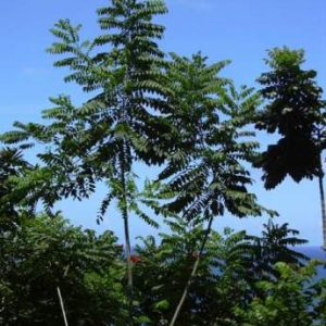 CEDRO COLOMBIANO