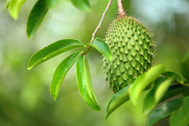 GUANABANA INJERTO