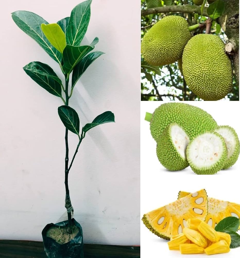 JACK FRUIT