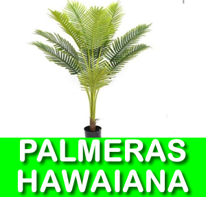 PALMERAS HAWAIANA
