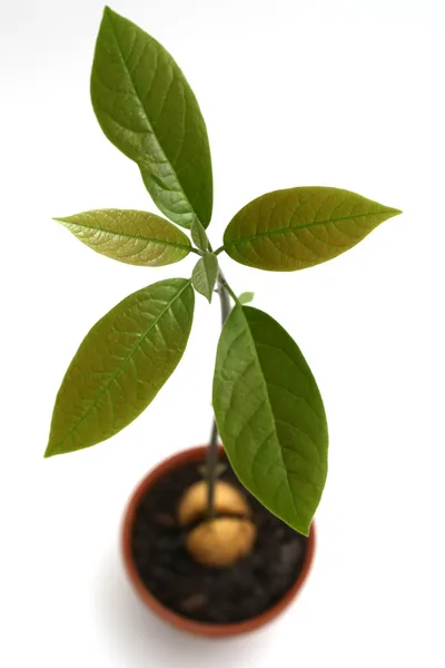 PATRON PALTA
