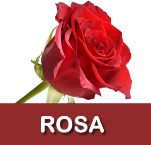 ROSAS