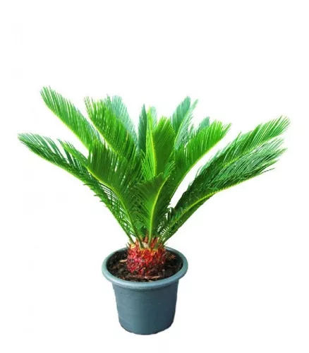 SIKA