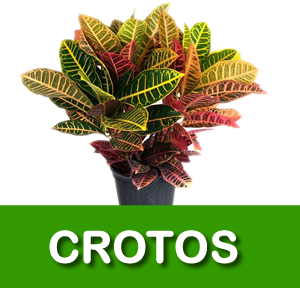 CROTOS