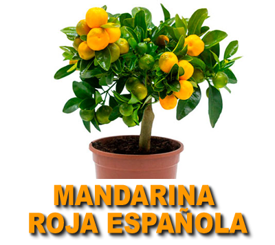MANDARINA ROJA ESPAÑOLA