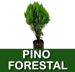 PINO FORESTAL