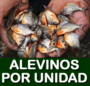 ALEVINOS POR UNIDAD