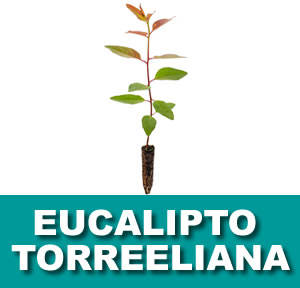 EUCALIPTO TORREELIANA