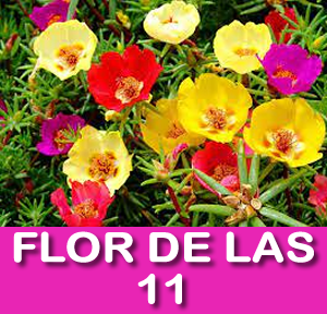 FLOR DE LAS 11
