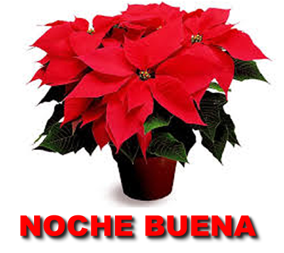 NOCHE BUENA