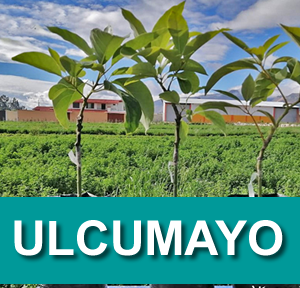 ULCUMANO