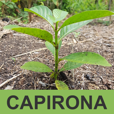 CAPIRONA